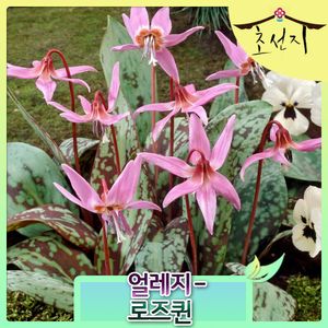 [초선지]  얼레지 추식 구근 덴스카니스 로즈퀸 Erythronium 월동가능 다년생 신품종