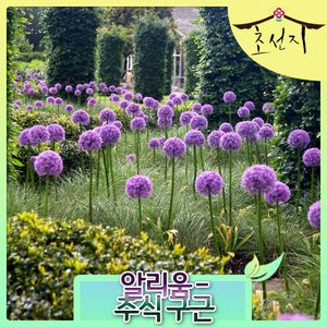[초선지]  알리움 글로브마스터 핀볼위자드 대형 추식 구근 월동가능 다년생 신품종