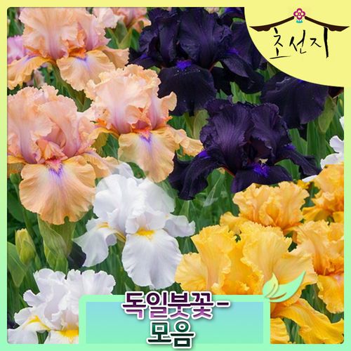 독일 붓꽃 아이리스 구근 4종 추식 germanica iris