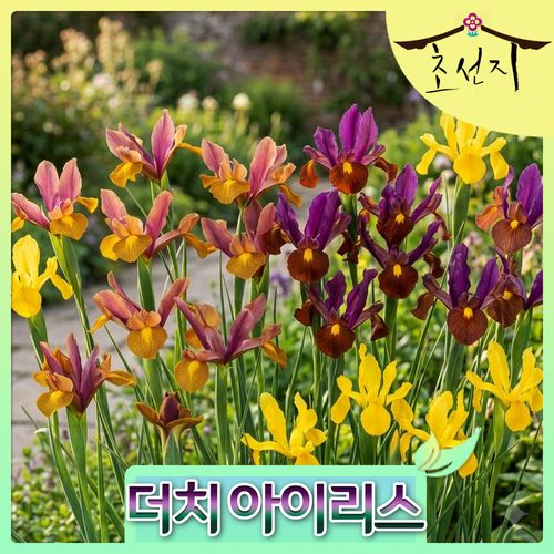 더치 아이리스 홀란디카 추식 구근 iris hollandica dutch