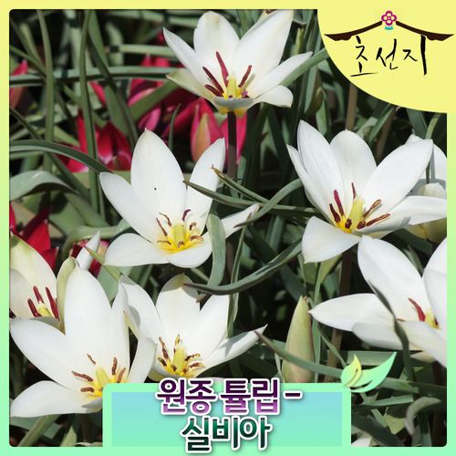 원종 튤립 실비아 추식 구근 tulipa sylvia