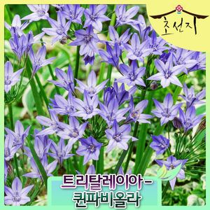 트리텔레이아 봄꽃 구근3개식재 포트묘 퀸 파비올라 코닝인 월동가능 다년생 신품종