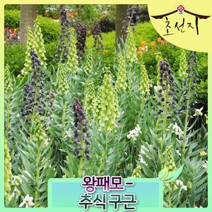 왕패모 프리틸라리아 직수입구근대형화분식재 아이보리벨 fritillaria