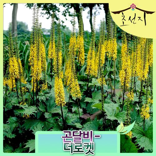 손바닥 곰취 곤달비 더로켓 15cm포트