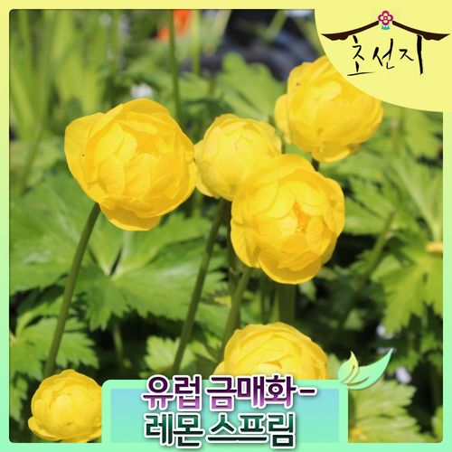 [초선지]  유럽 금매화 레몬 스프림 10cm lemon supreme 월동가능 다년생 신품종