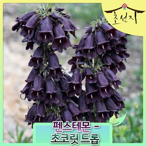 [초선지]  펜스테몬 15cm 초코릿드롭 버건디 월동가능 다년생 신품종