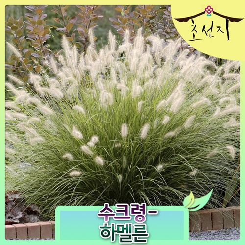 [초선지]  수크령 15cm 하멜른 왜성종 관상용 그라스 월동가능 다년생 신품종