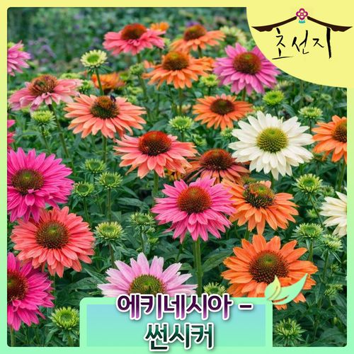 에키네시아 썬시커 15cm 신품종 월동가능 다년생