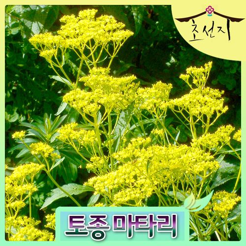 [초선지] 마타리 토종 6치포트 미역취