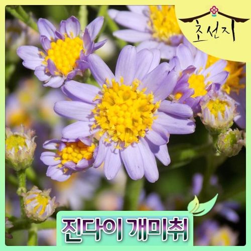 진다이 개미취 15cm 포트 가을 야생화 희귀종