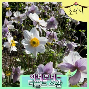 [초선지] 아네모네 추명국 러플드 스완 5치 신상품