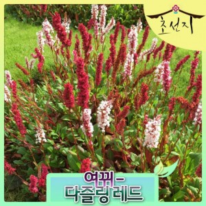 [초선지] 여뀌 다즐링 레드 페르시카리아 5치 신상품
