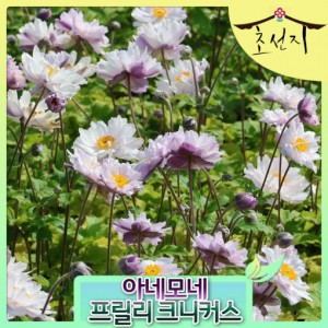 [초선지] 추명국 아네모네 프릴리 니커스 5치 신품종