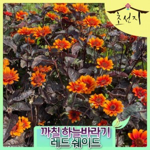 [초선지] 까칠하늘바라기 레드 쉐이드 5치 헬레옵시스 숙근 식재